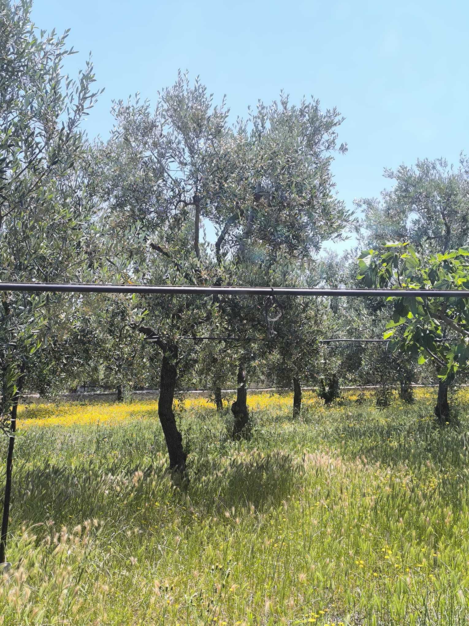 TRANI - TERRENO AGRICOLO - ULIVETO