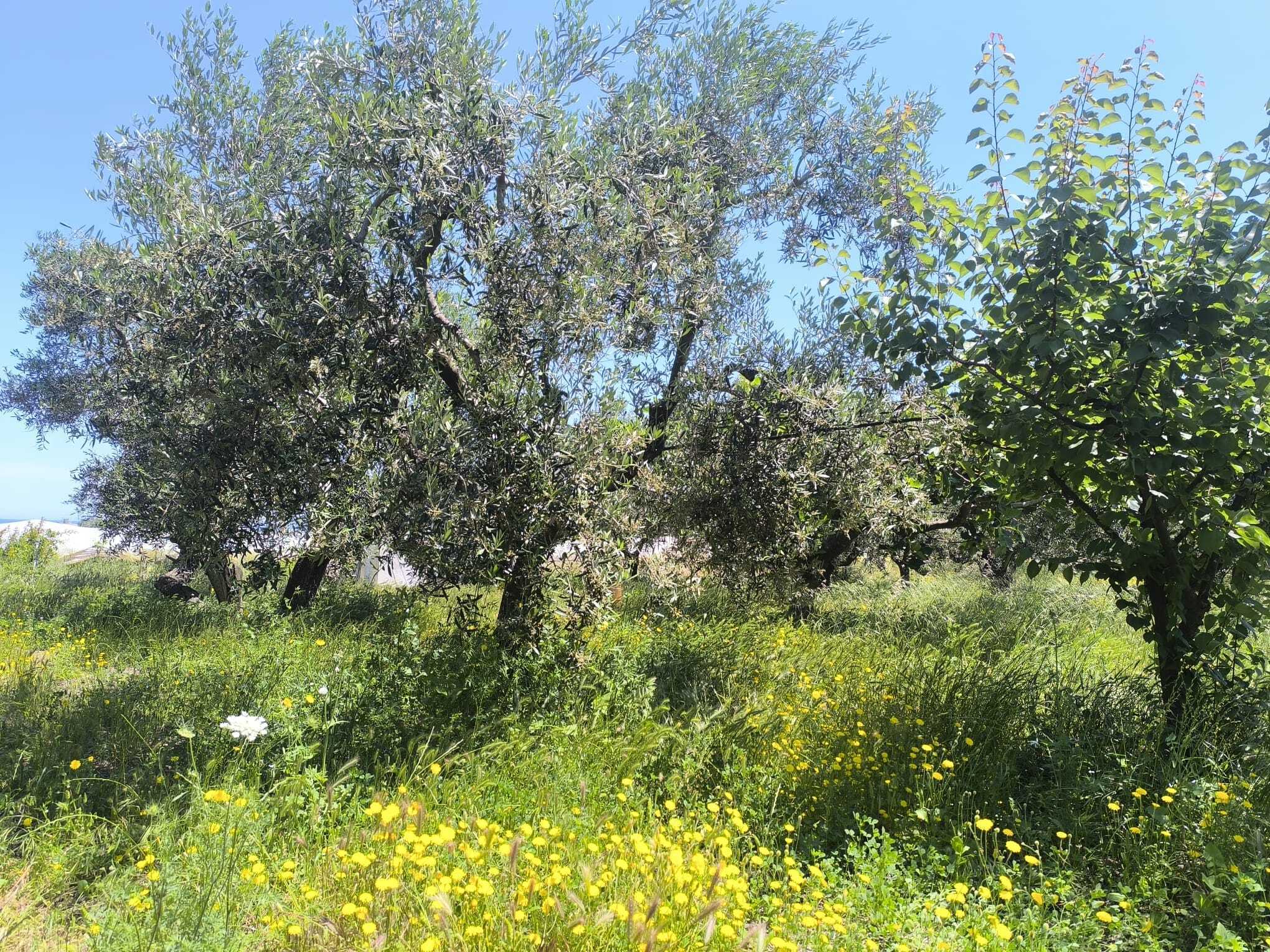 TRANI - TERRENO AGRICOLO - ULIVETO