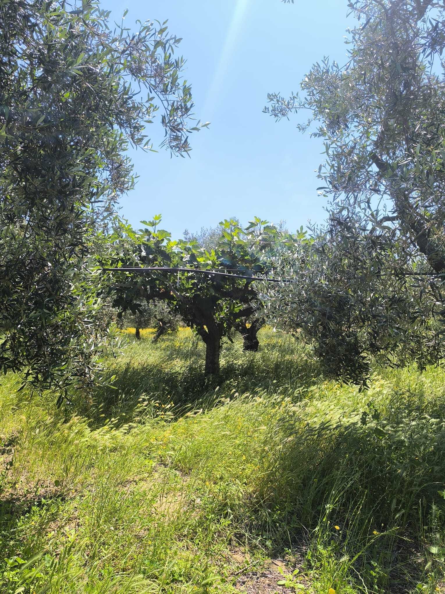 TRANI - TERRENO AGRICOLO - ULIVETO