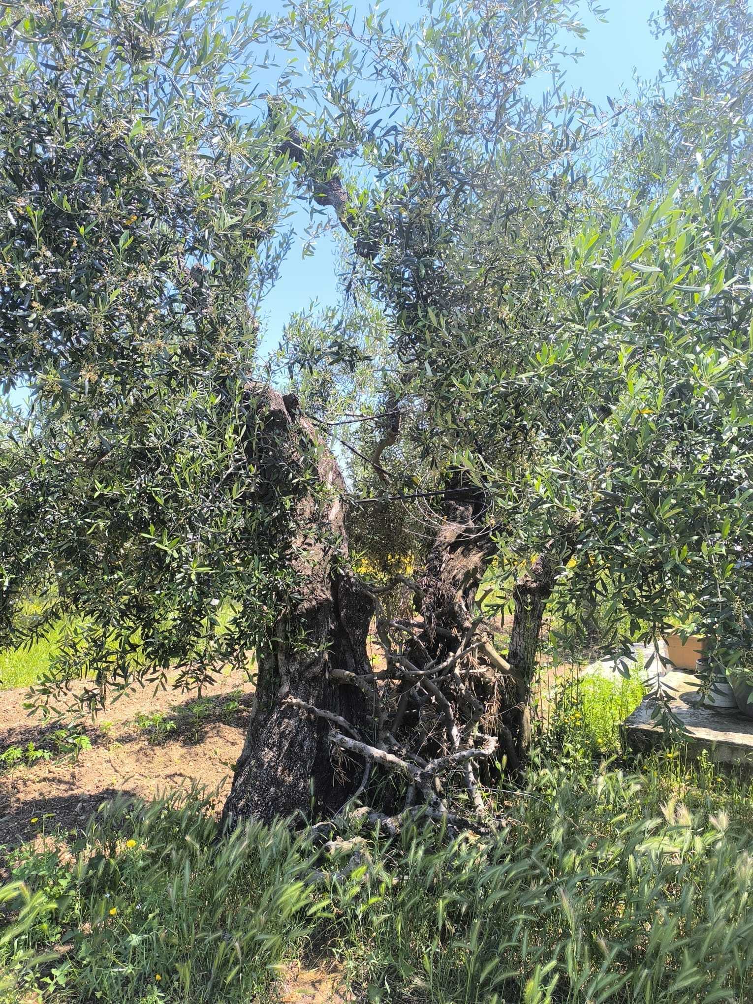 TRANI - TERRENO AGRICOLO - ULIVETO