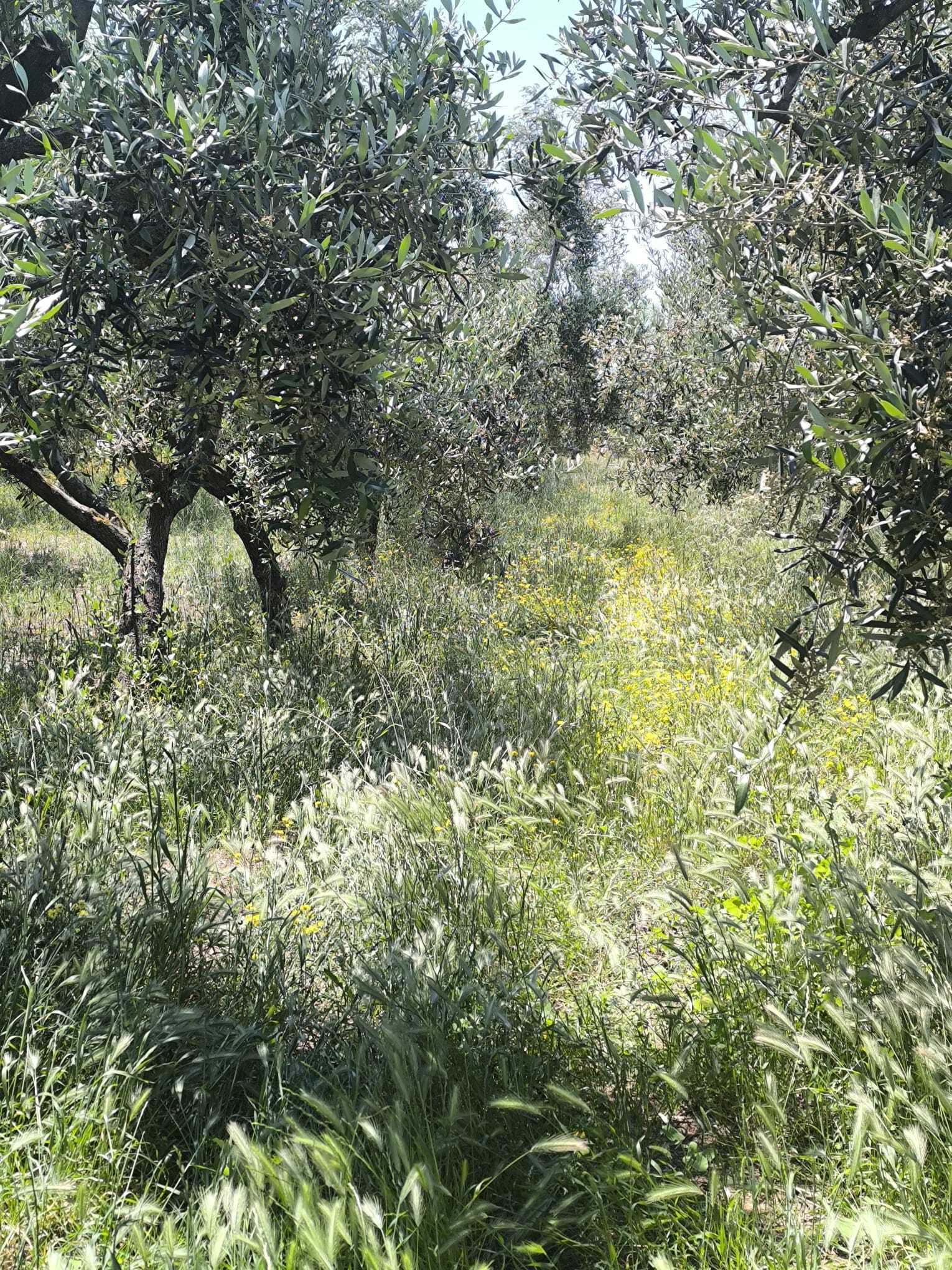 TRANI - TERRENO AGRICOLO - ULIVETO
