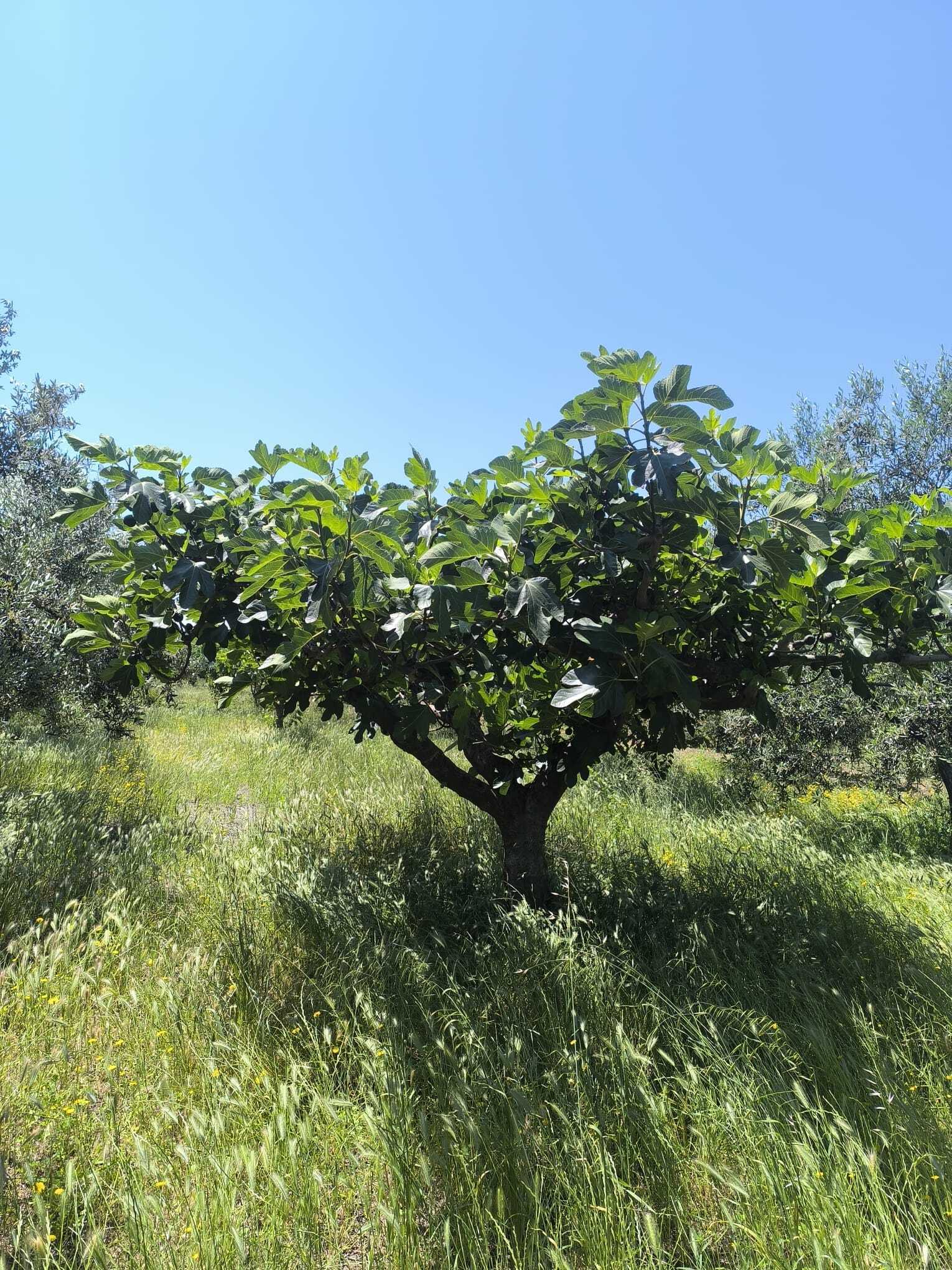 TRANI - TERRENO AGRICOLO - ULIVETO