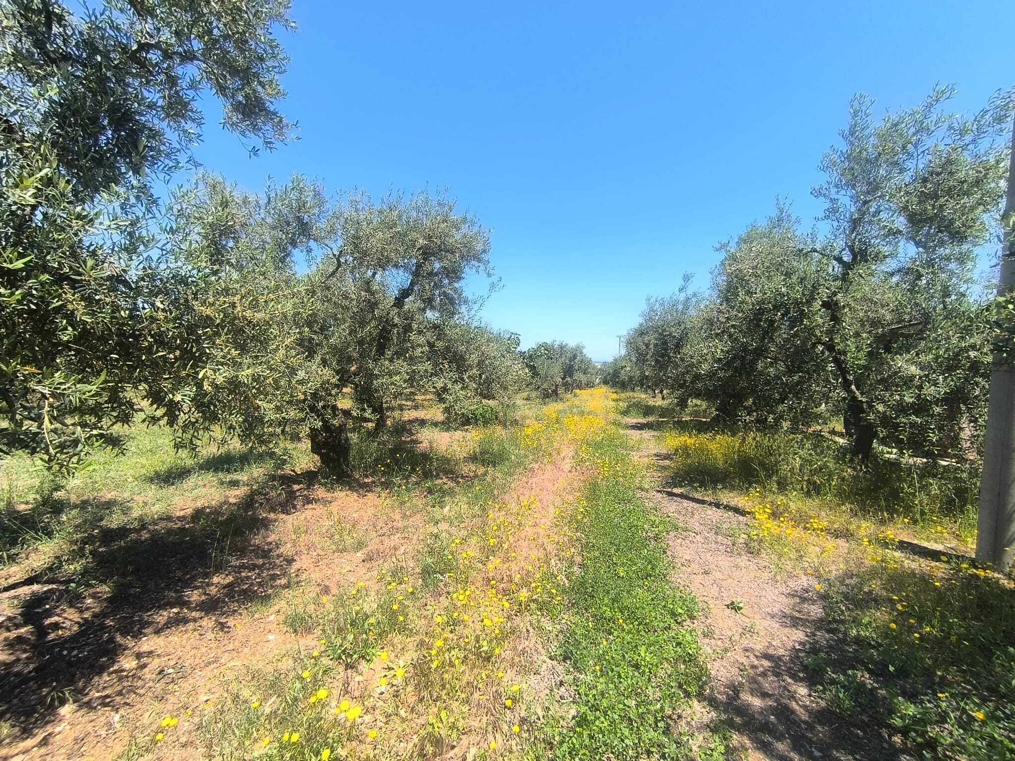 TRANI - TERRENO AGRICOLO - ULIVETO