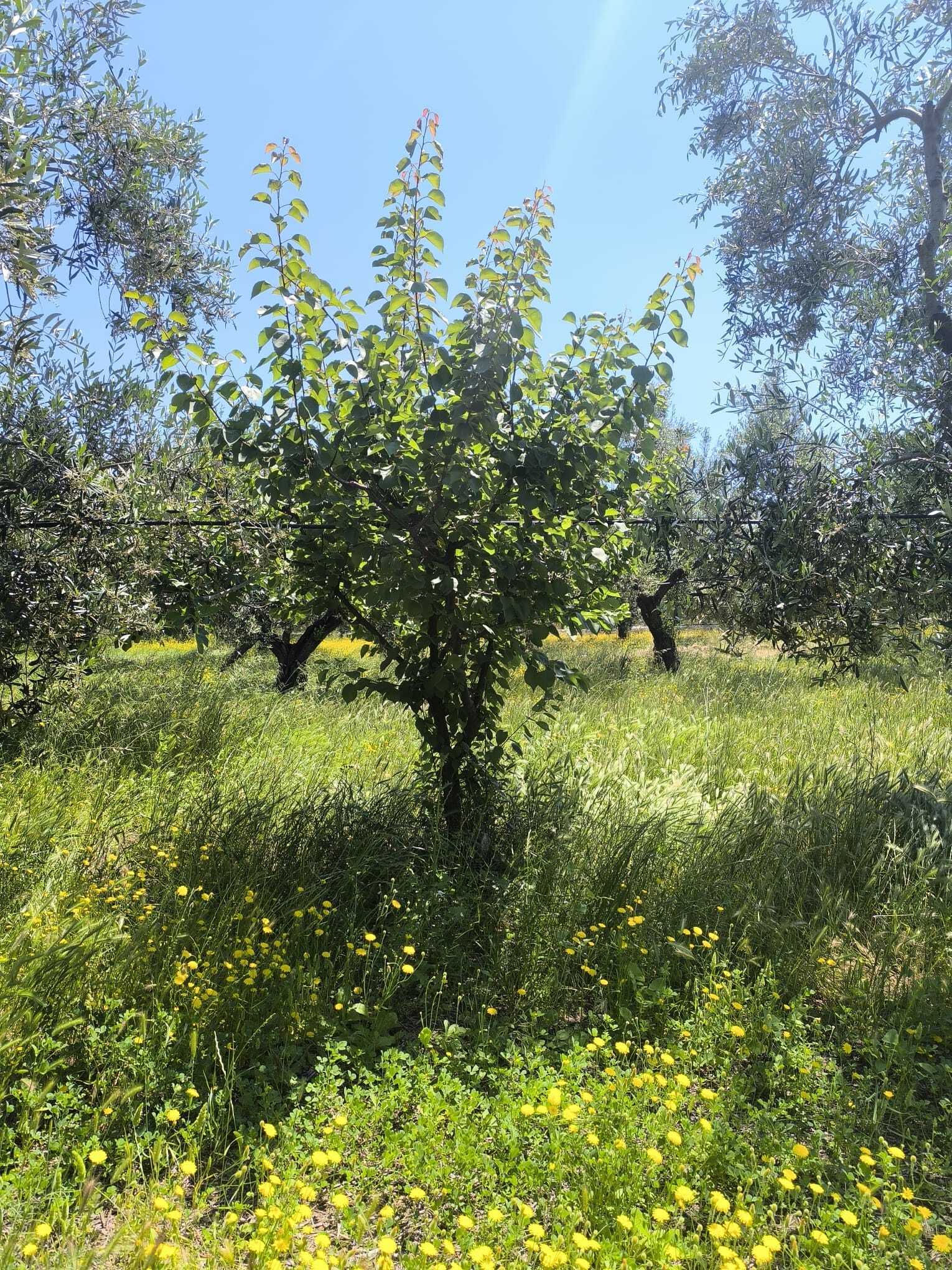 TRANI - TERRENO AGRICOLO - ULIVETO