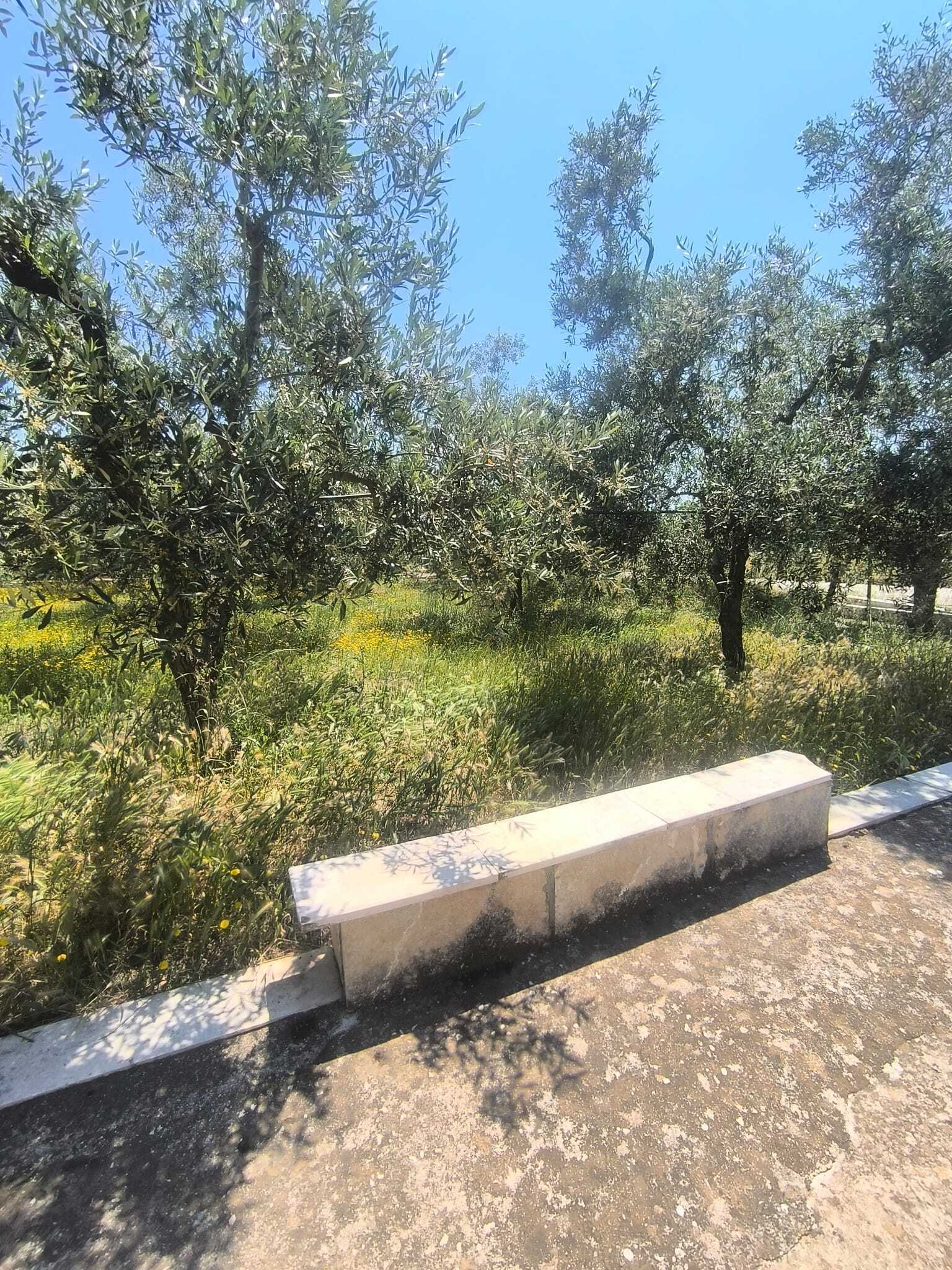 TRANI - TERRENO AGRICOLO - ULIVETO