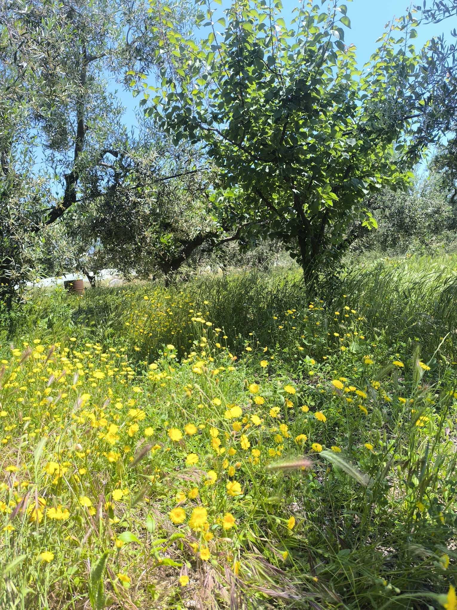 TRANI - TERRENO AGRICOLO - ULIVETO