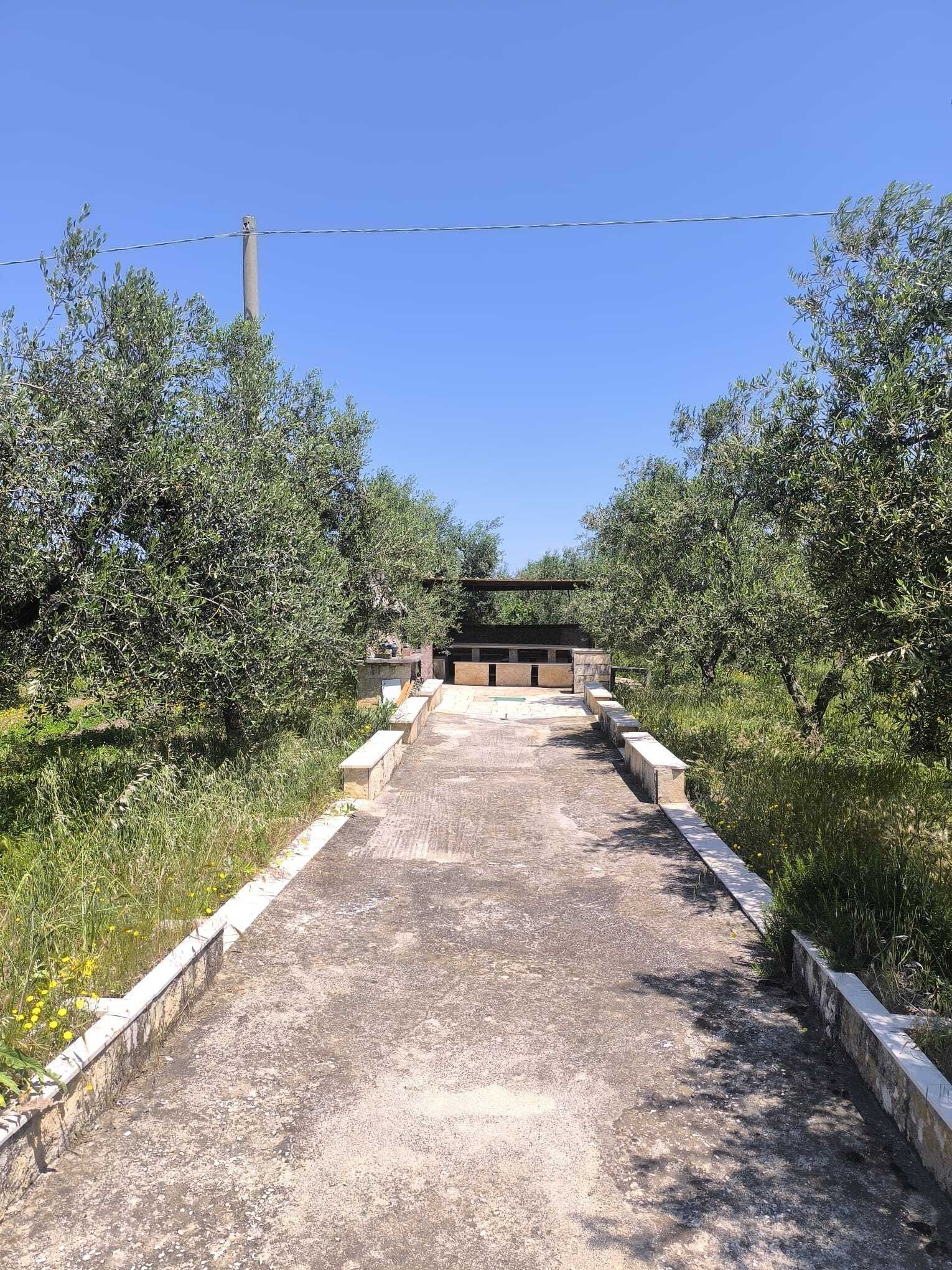 TRANI - TERRENO AGRICOLO - ULIVETO