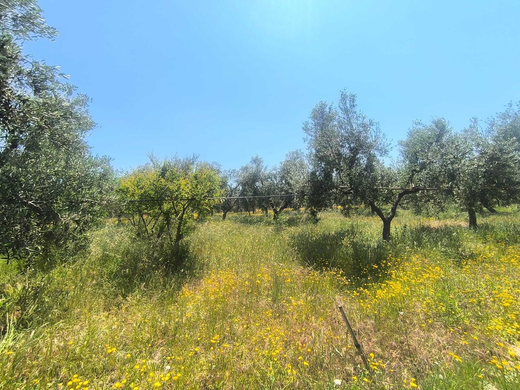 TRANI - TERRENO AGRICOLO - ULIVETO
