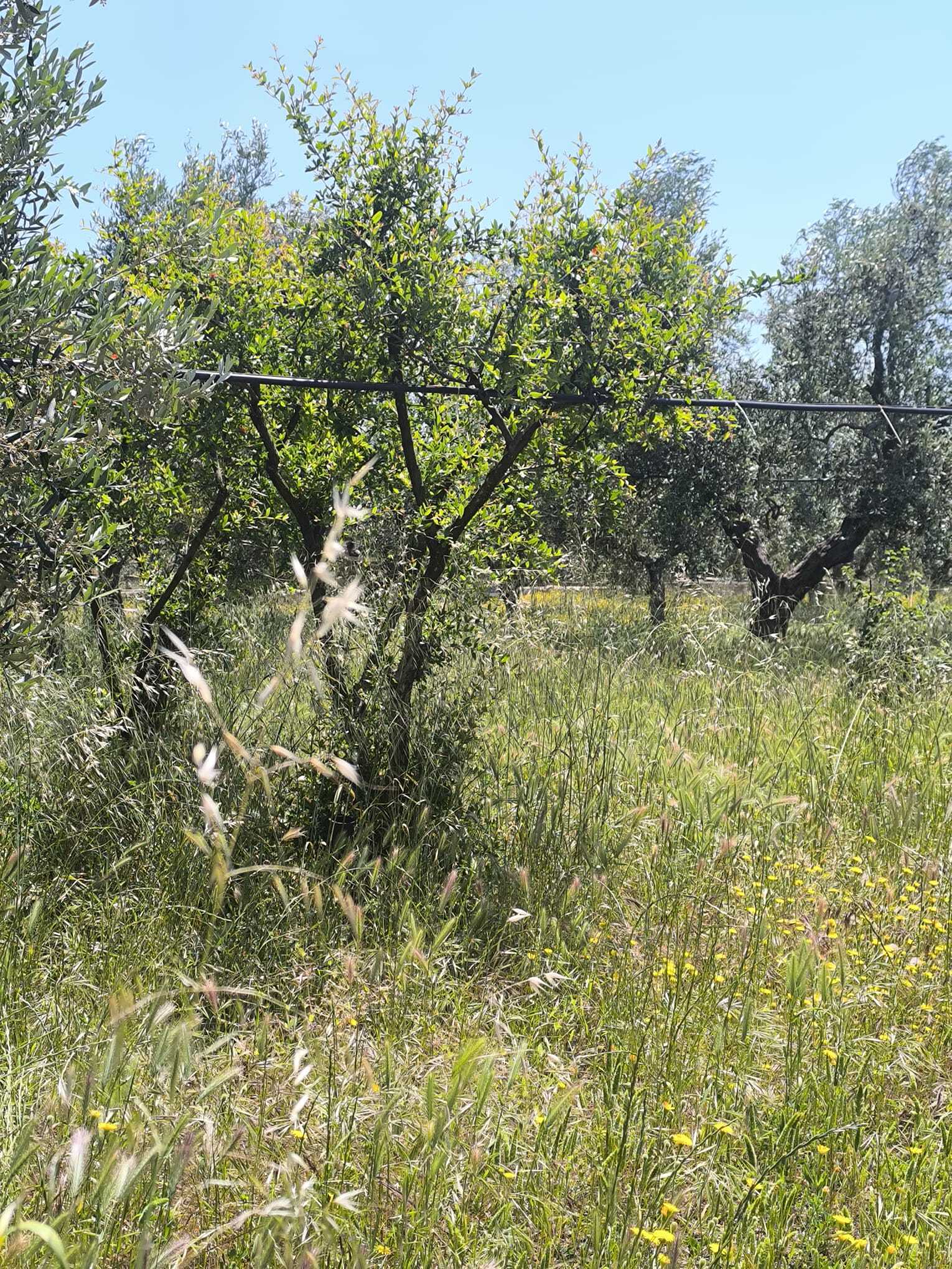 TRANI - TERRENO AGRICOLO - ULIVETO