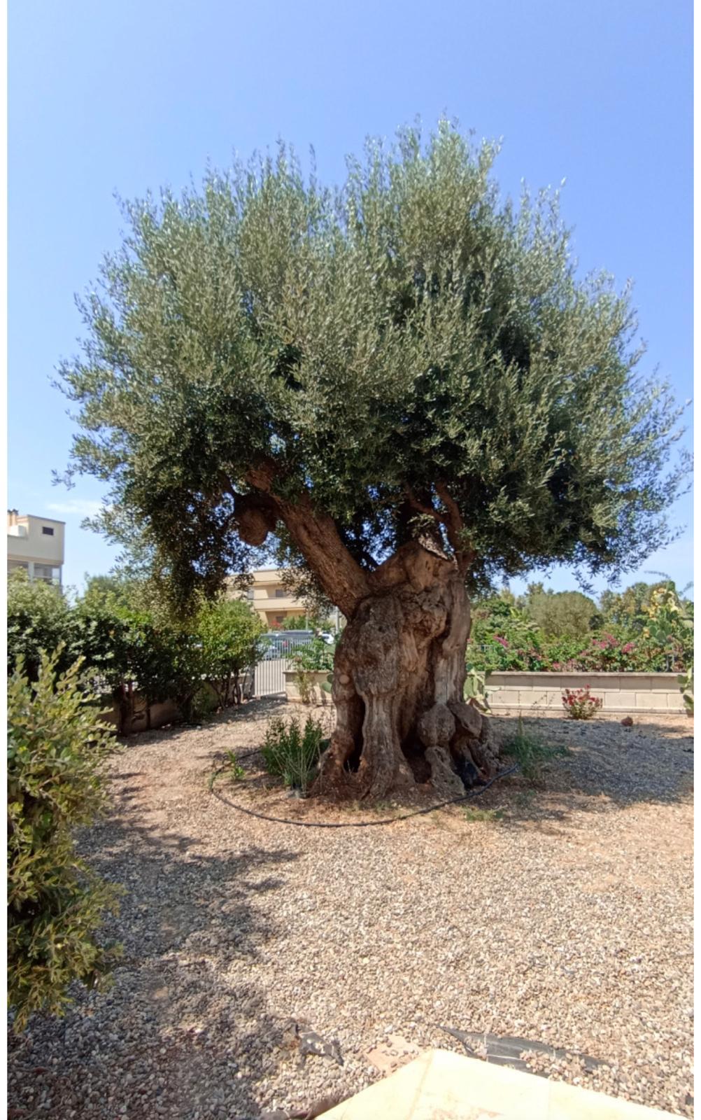 VILLA A POCHI PASSI DAL MARE