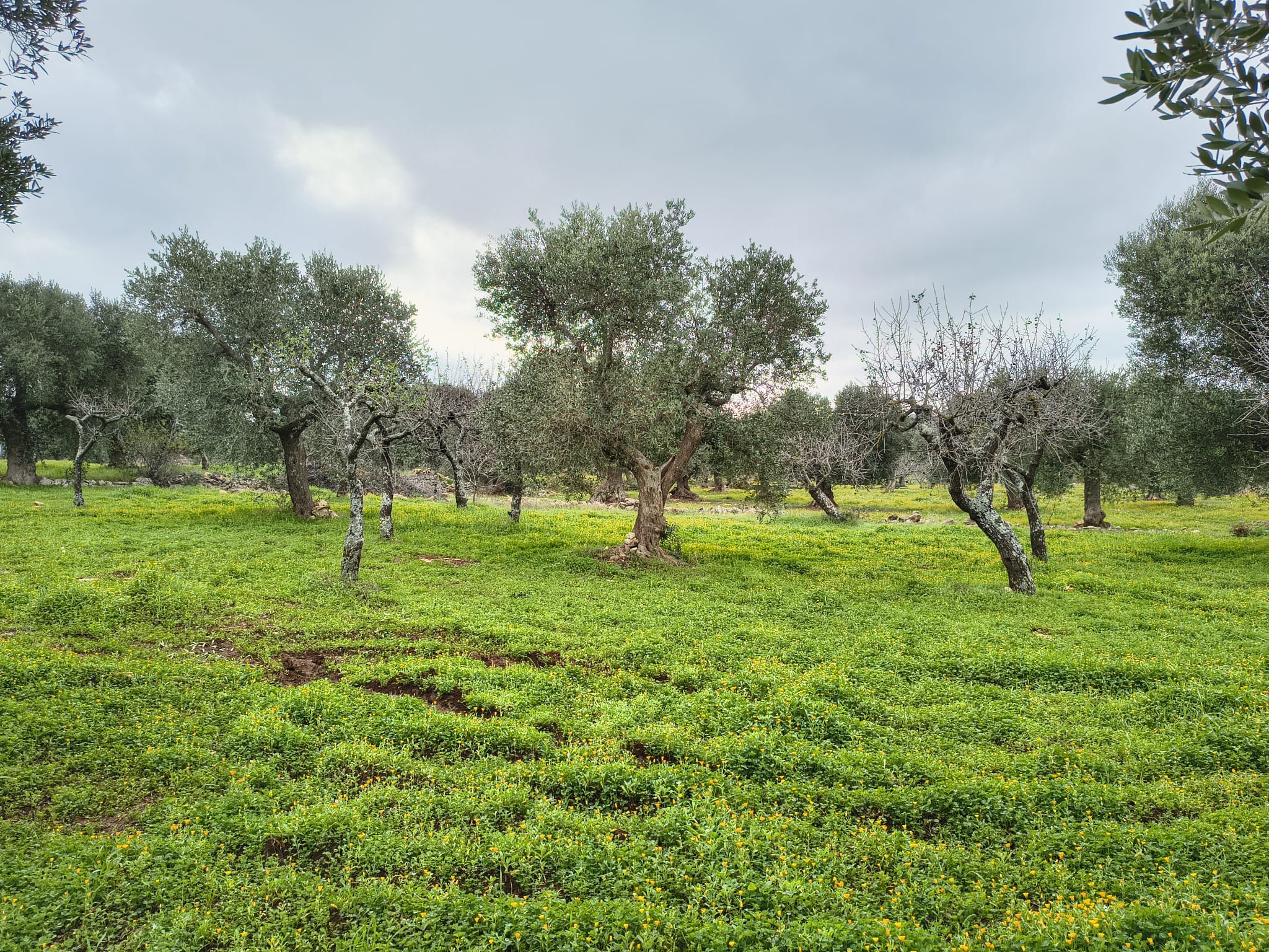Trullo con terreno agricolo