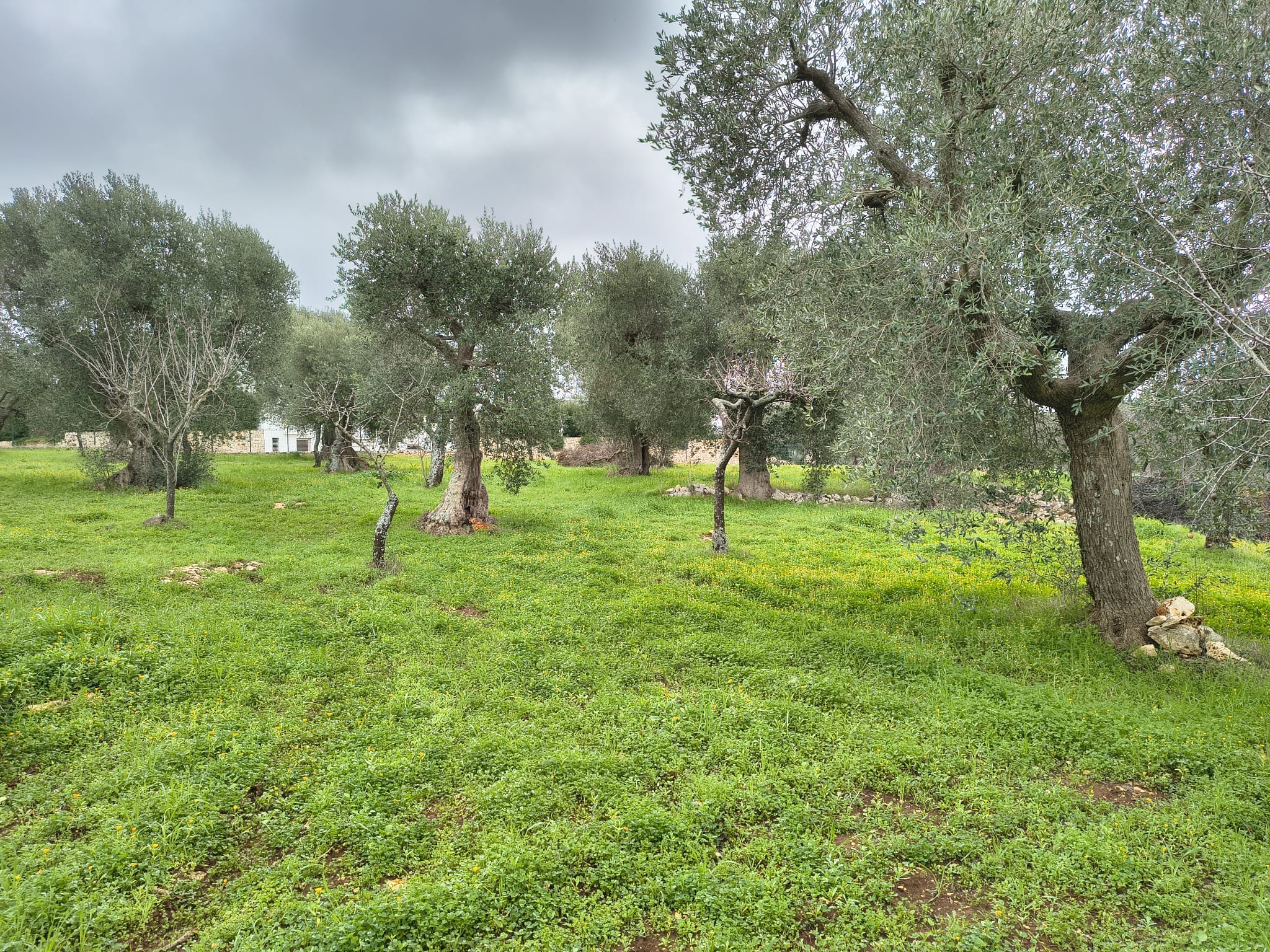 Trullo con terreno agricolo