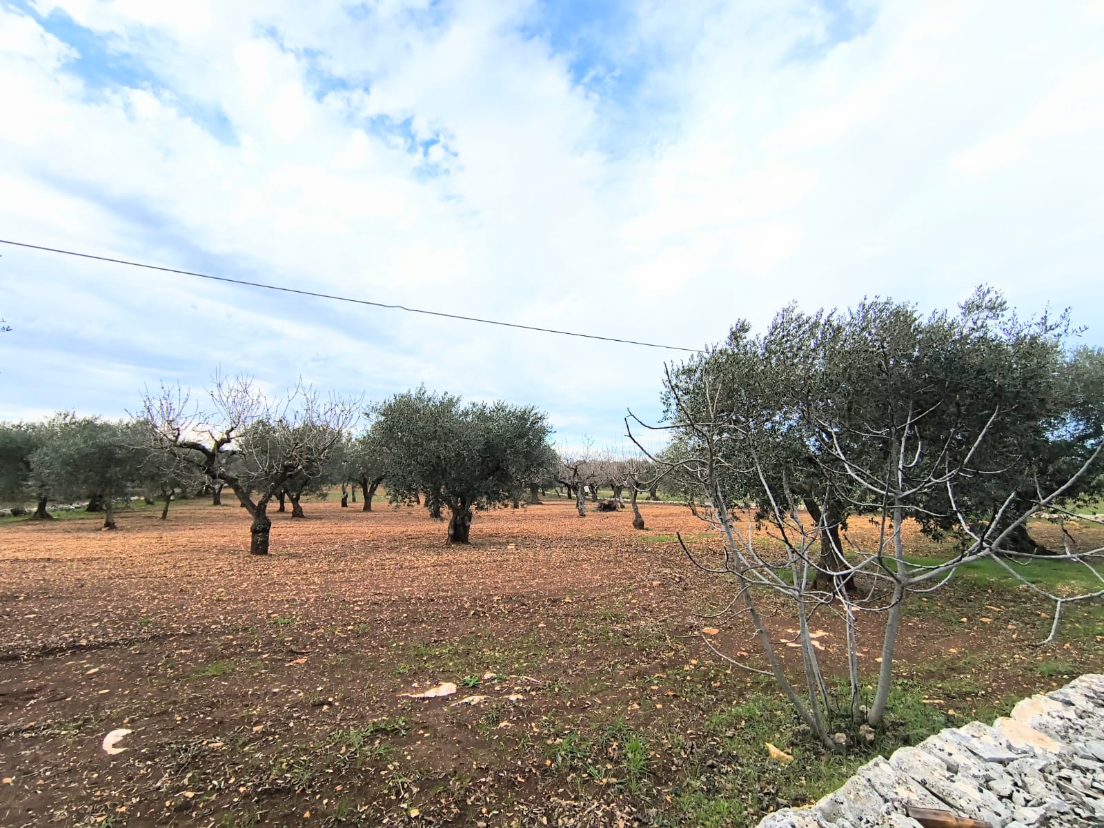 Terreno agricolo