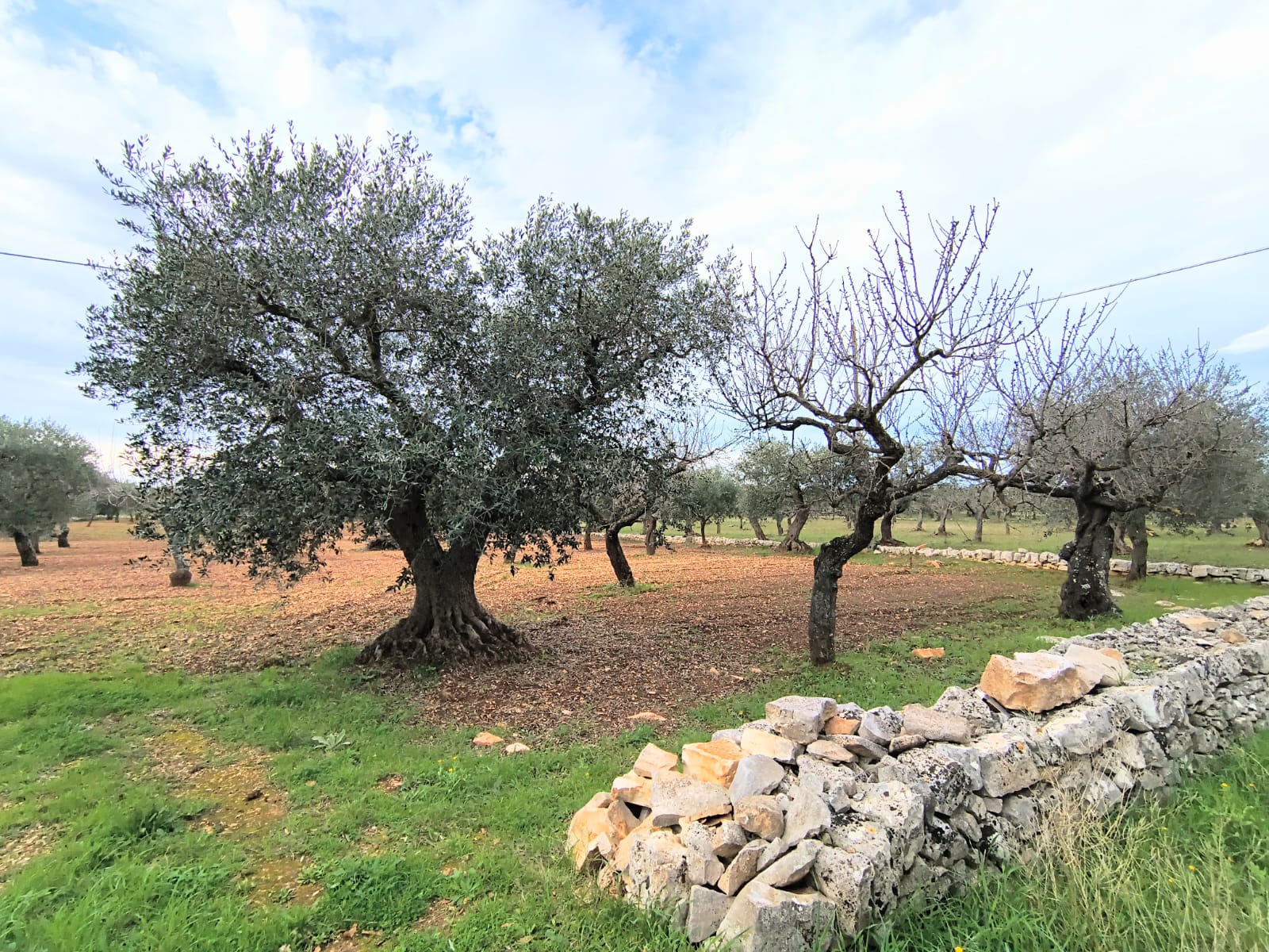 Terreno agricolo