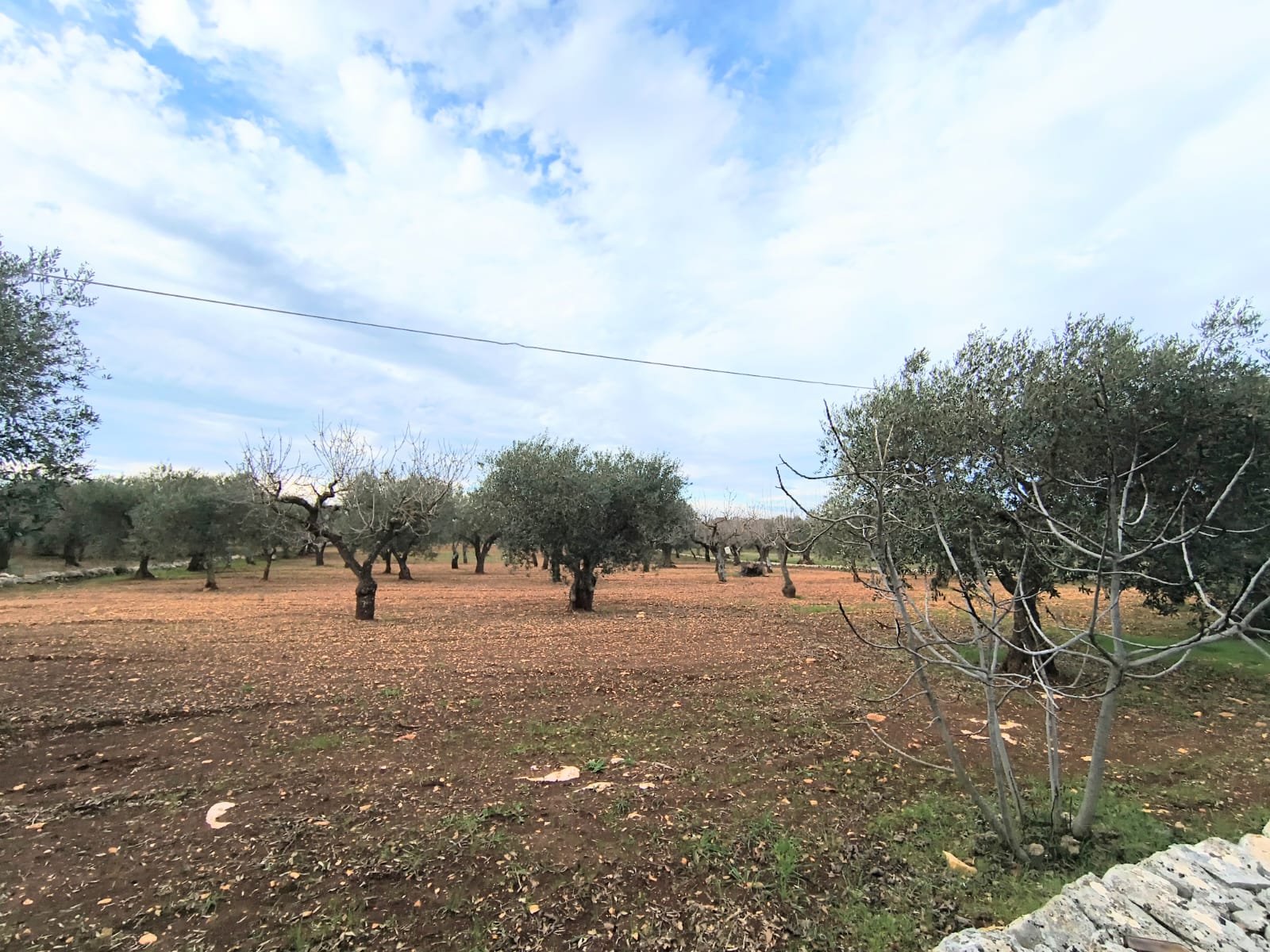 Terreno agricolo