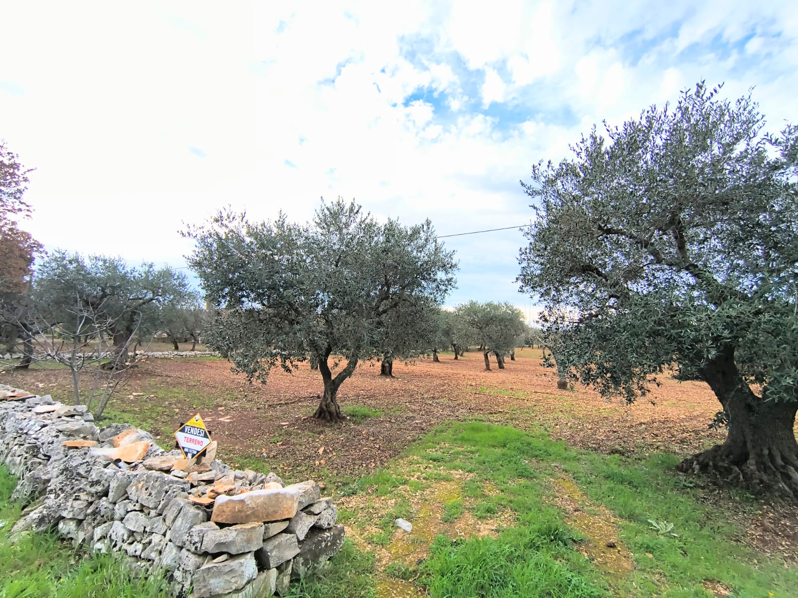 Terreno agricolo